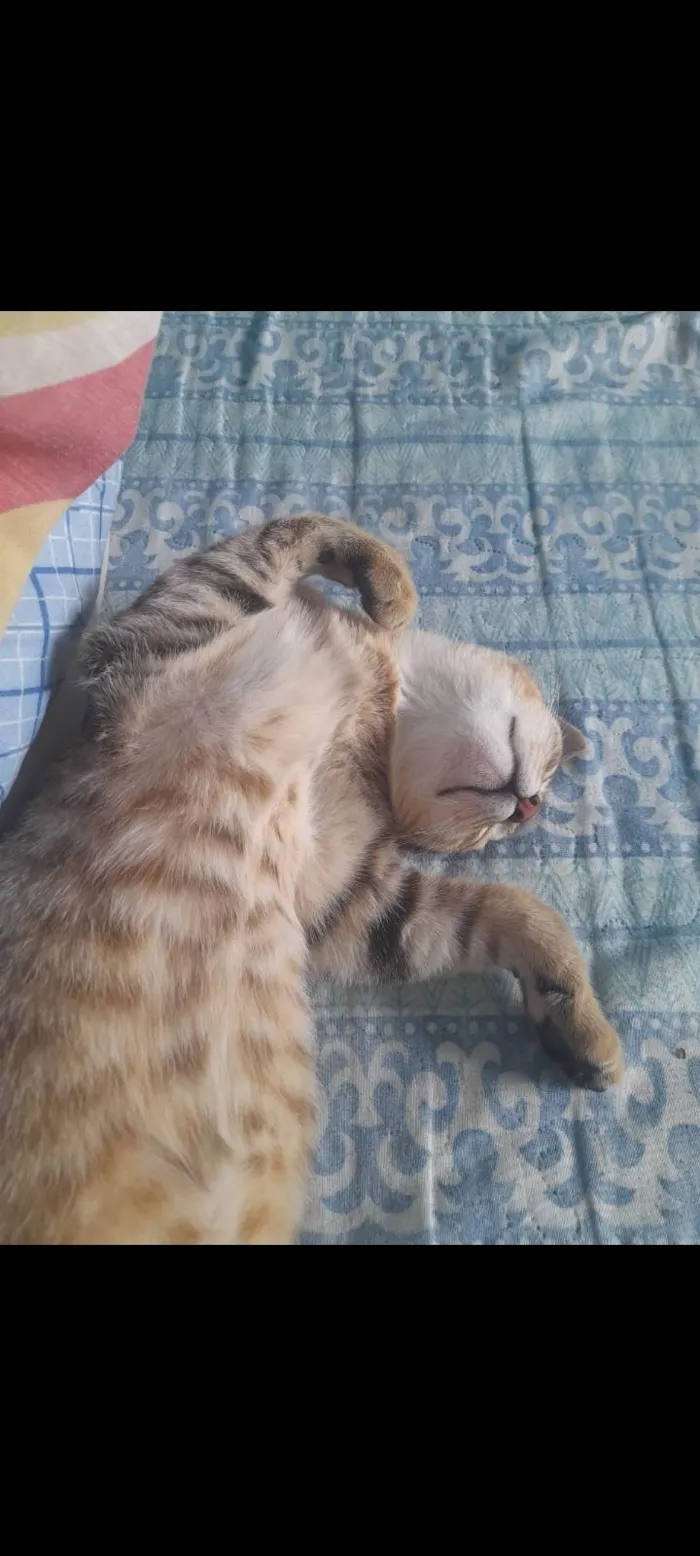 Gato ra a SRD-ViraLata idade 2 a 6 meses nome Pandora