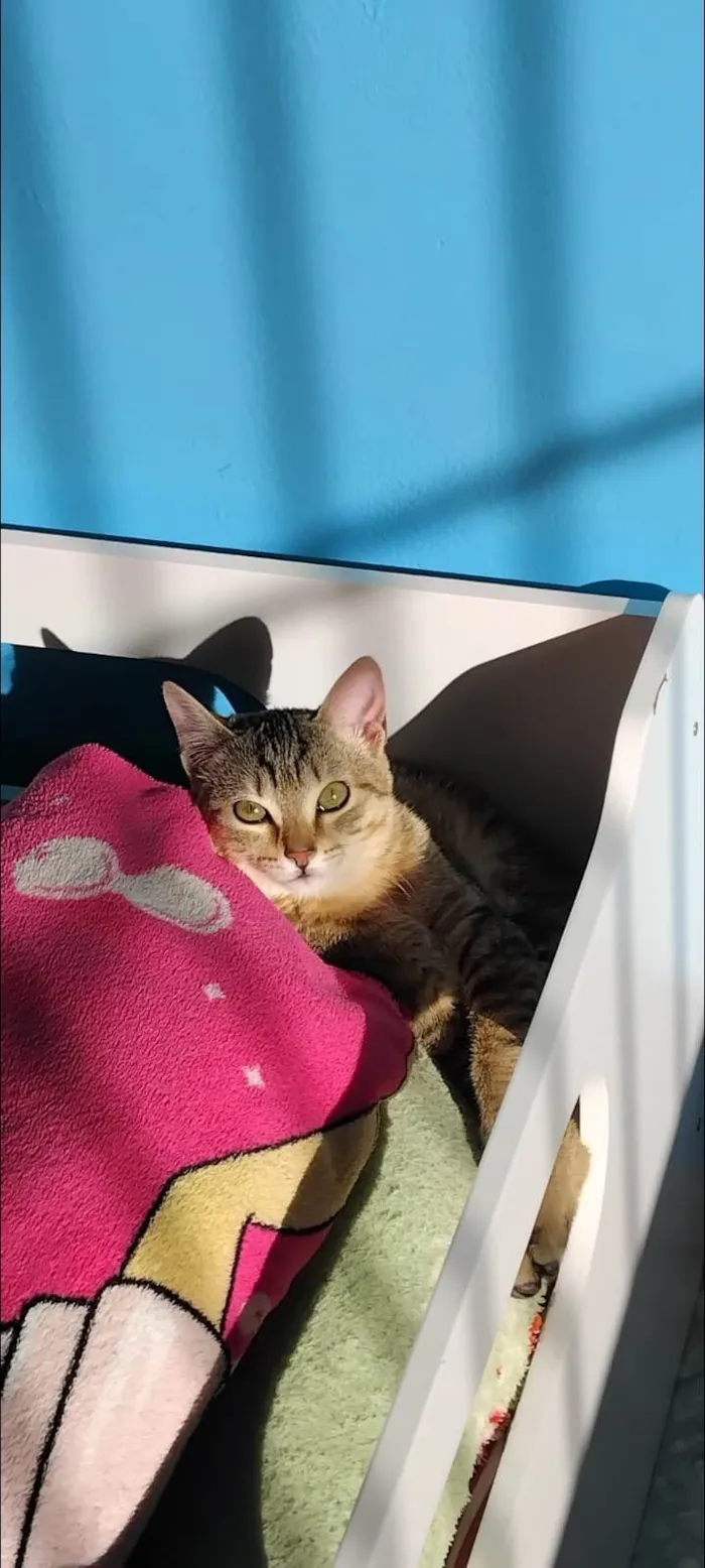 Gato ra a SRD-ViraLata idade 2 a 6 meses nome Pandora