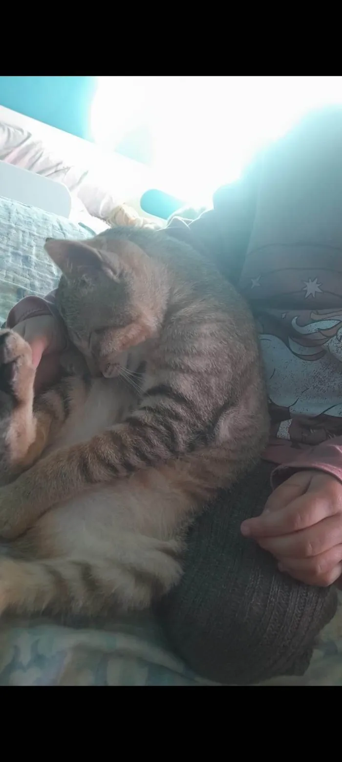 Gato ra a SRD-ViraLata idade 2 a 6 meses nome Pandora