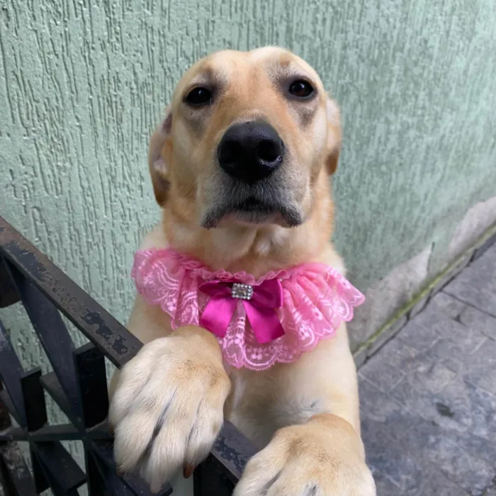 Cachorro ra a Labrador idade 6 ou mais anos nome Nala 