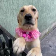 Nala