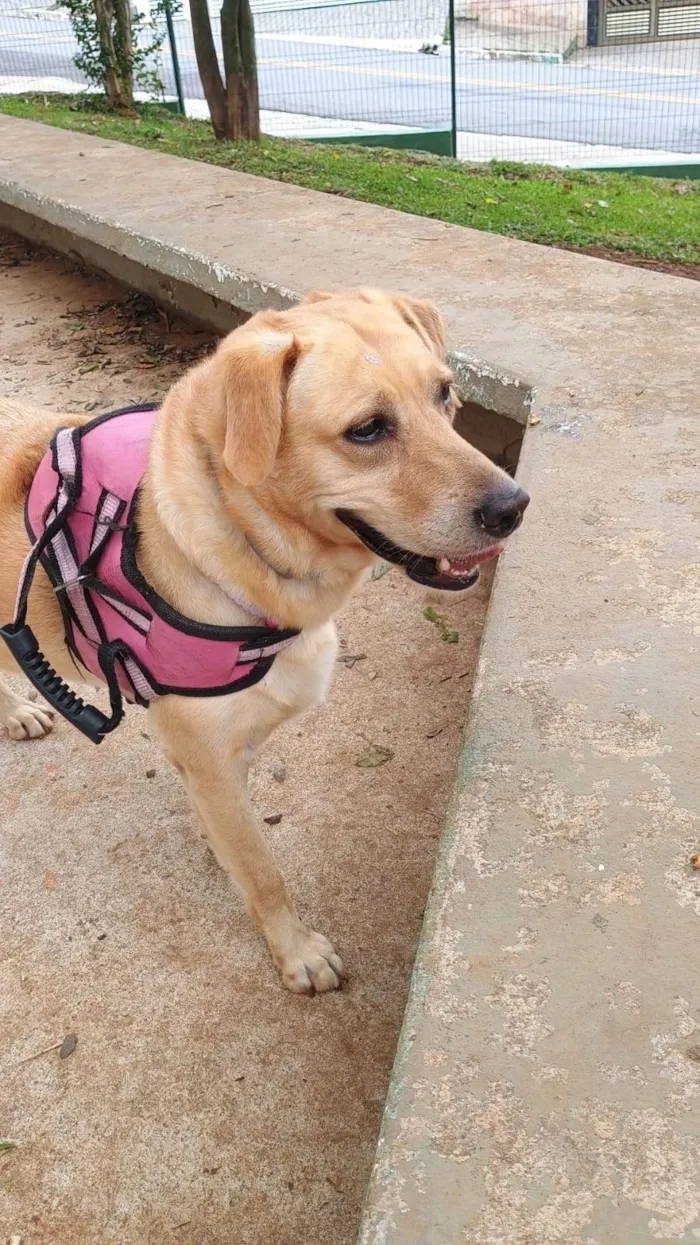 Cachorro ra a Labrador idade 6 ou mais anos nome Nala 