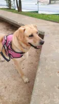 Nala