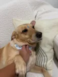 Nala