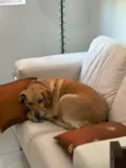 Nala