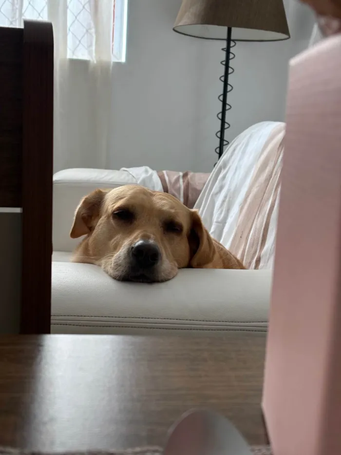 Cachorro ra a Labrador idade 6 ou mais anos nome Nala 