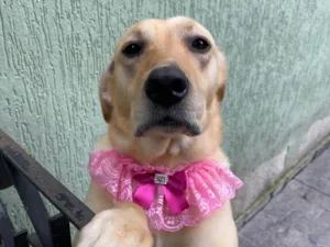 Cachorro raça Labrador idade 6 ou mais anos nome Nala 