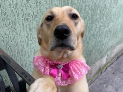 Cachorro raça Labrador idade 6 ou mais anos nome Nala 