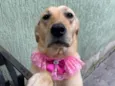Nala