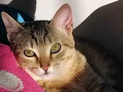 Gato raça SRD-ViraLata idade 2 a 6 meses nome Pandora