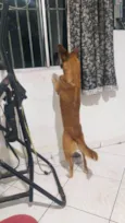 REX