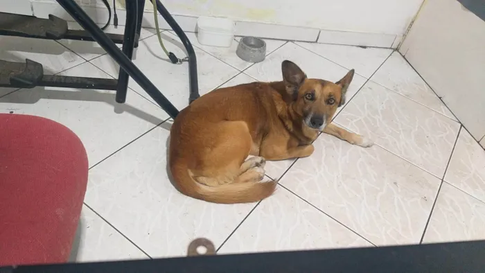 Cachorro ra a Pastor Alemão idade 5 anos nome REX