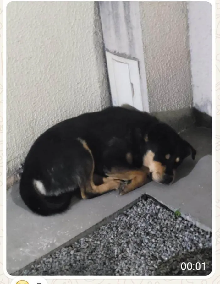 Cachorro ra a SRD-ViraLata idade 1 ano nome Sem nome