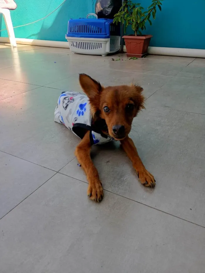 Cachorro ra a SRD-ViraLata idade 1 ano nome Pietro