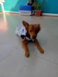 Pietro