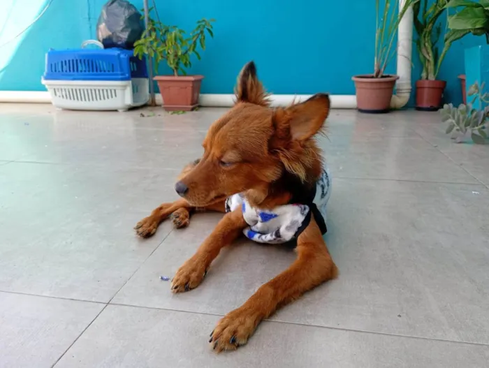 Cachorro ra a SRD-ViraLata idade 1 ano nome Pietro