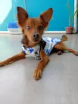 Pietro