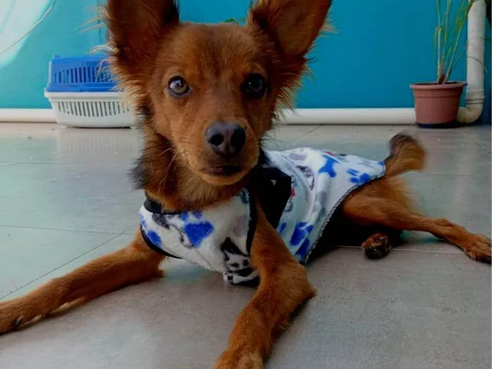 Cachorro ra a SRD-ViraLata idade 1 ano nome Pietro