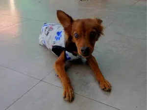 Cachorro raça SRD-ViraLata idade 1 ano nome Pietro
