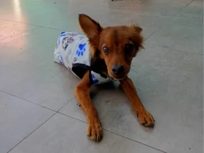 Cachorro raça SRD-ViraLata idade 1 ano nome Pietro