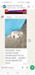 Pipoca