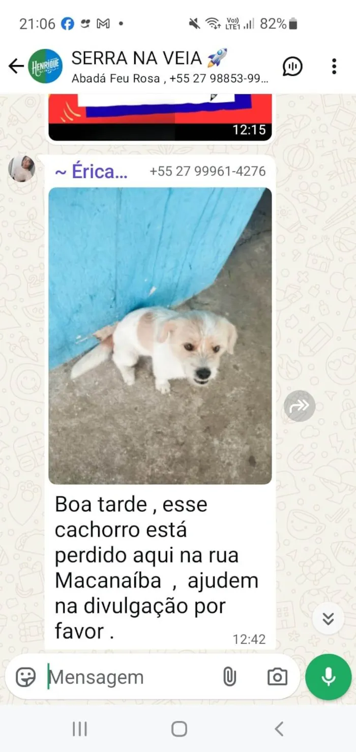 Cachorro ra a Shitzu idade 3 anos nome Pipoca