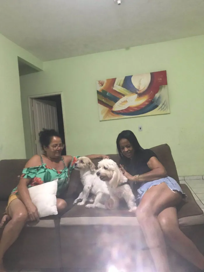 Cachorro ra a Shitzu idade 3 anos nome Pipoca