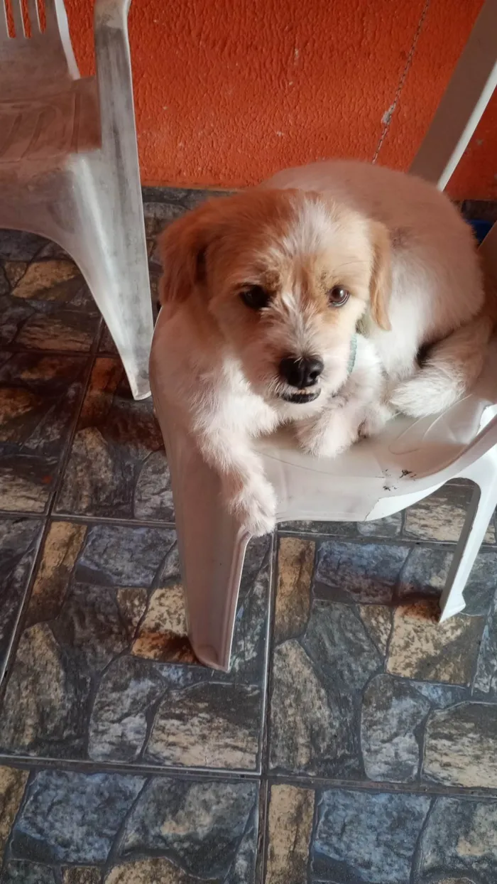 Cachorro ra a Shitzu idade 3 anos nome Pipoca