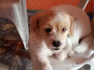 Cachorro raça Shitzu idade 3 anos nome Pipoca