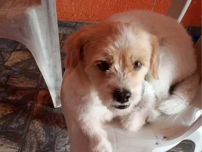 Cachorro ra a Shitzu idade 3 anos nome Pipoca