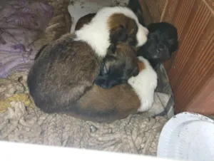 Cachorro raça SRD-ViraLata idade Abaixo de 2 meses nome Não possuem nomes ainda 