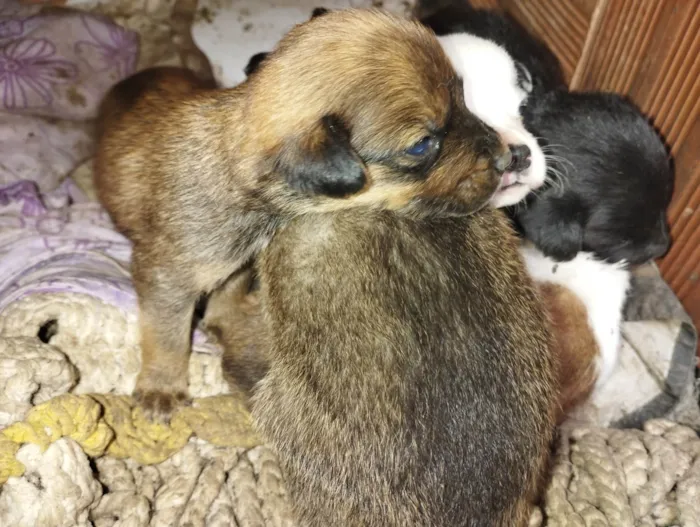 Cachorro ra a SRD-ViraLata idade Abaixo de 2 meses nome WILLIAN ALVES DE SOUZA