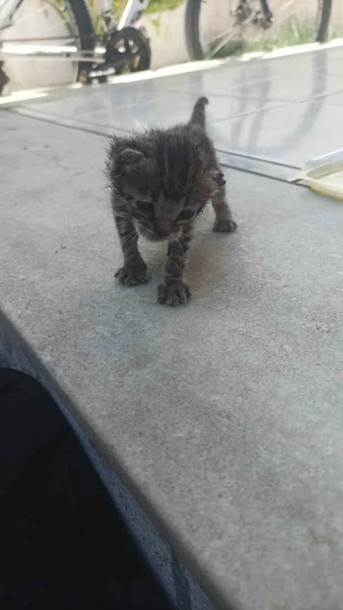 Gato ra a Persa idade Abaixo de 2 meses nome Pequeno