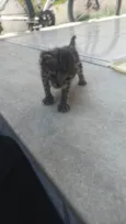 Pequeno