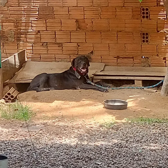 Cachorro ra a Pit-Bull idade 7 a 11 meses nome Russo