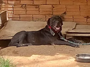 Cachorro raça Pit-Bull idade 7 a 11 meses nome Russo
