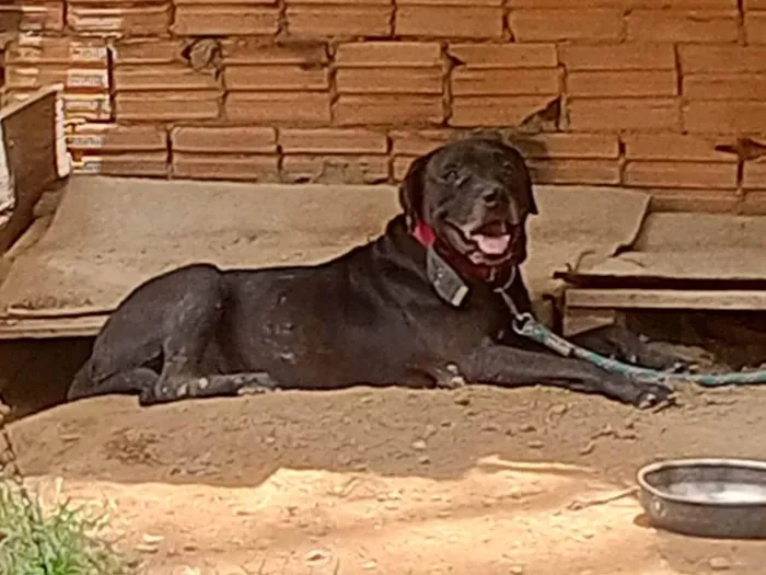 Cachorro ra a Pit-Bull idade 7 a 11 meses nome Russo