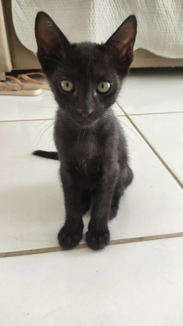Gato ra a SRD-ViraLata idade 2 a 6 meses nome Gato pantera negra 