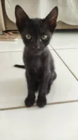 Gato pantera negra