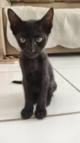 Gato pantera negra