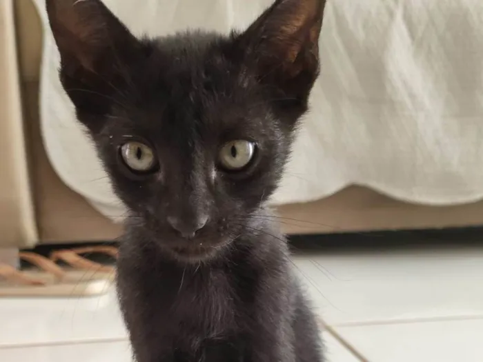 Gato ra a SRD-ViraLata idade 2 a 6 meses nome Gato pantera negra 