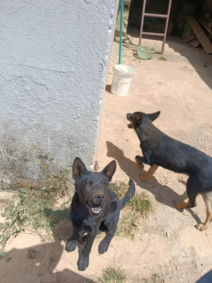 Cachorro ra a SRD-ViraLata idade 2 a 6 meses nome Noire