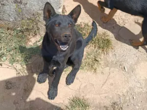 Cachorro raça SRD-ViraLata idade 2 a 6 meses nome Noire