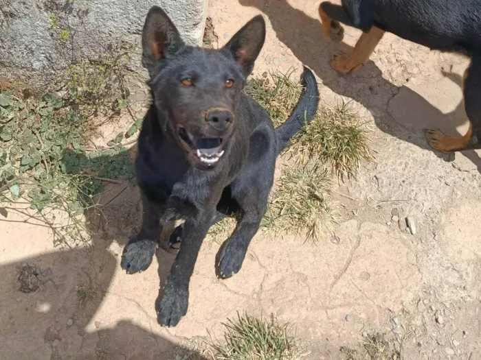 Cachorro ra a SRD-ViraLata idade 2 a 6 meses nome Noire