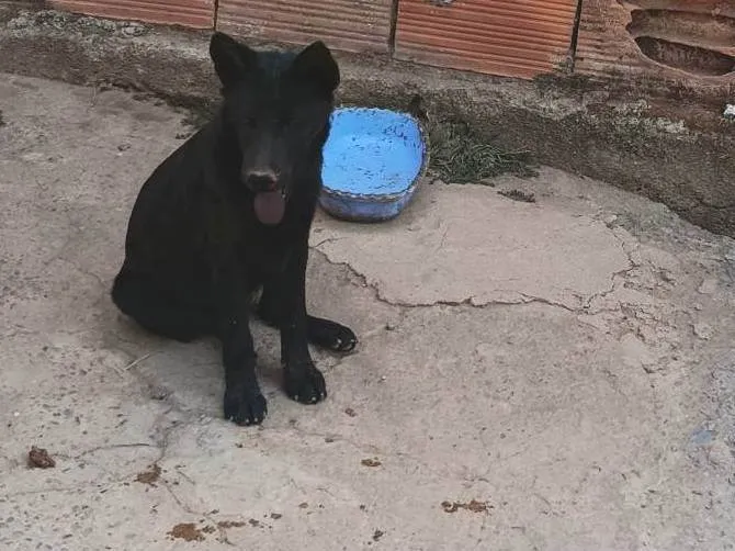 Cachorro ra a SRD-ViraLata idade 2 a 6 meses nome Noire