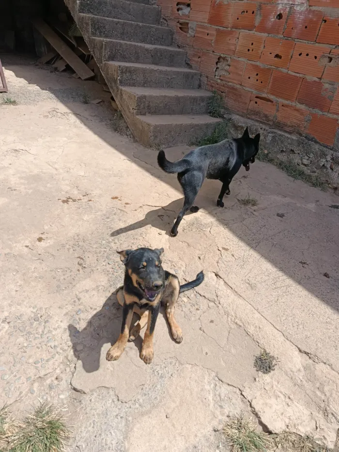Cachorro ra a SRD-ViraLata idade 2 a 6 meses nome Kiara