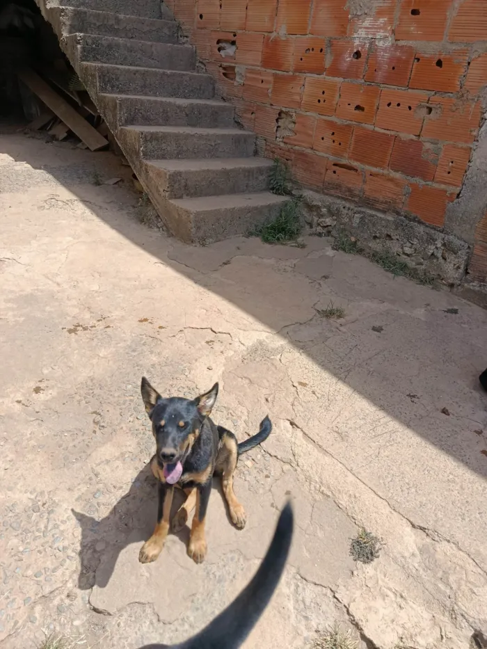 Cachorro ra a SRD-ViraLata idade 2 a 6 meses nome Kiara