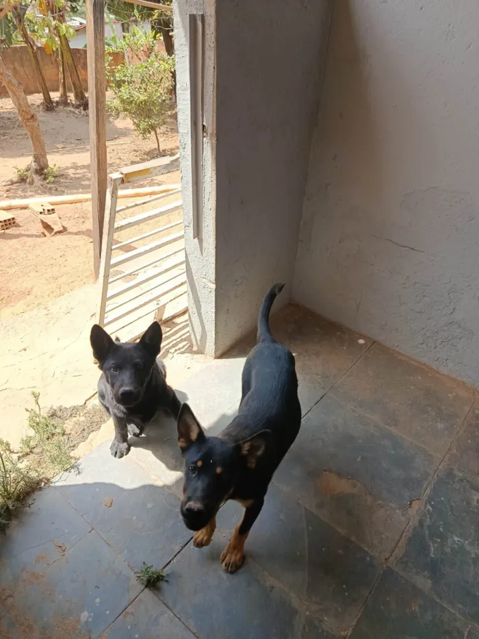 Cachorro ra a SRD-ViraLata idade 2 a 6 meses nome Kiara