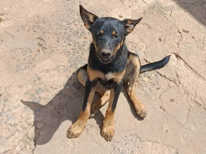 Cachorro ra a SRD-ViraLata idade 2 a 6 meses nome Kiara