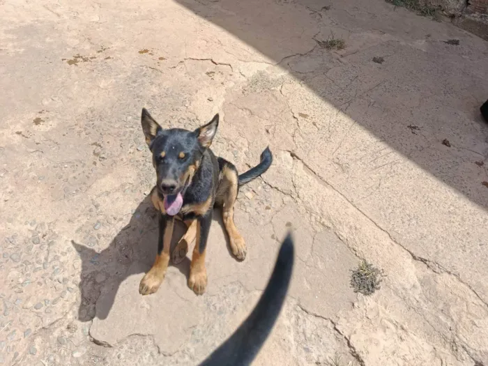 Cachorro ra a SRD-ViraLata idade 2 a 6 meses nome Kiara